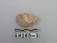 藏品(牡蠣)的圖片